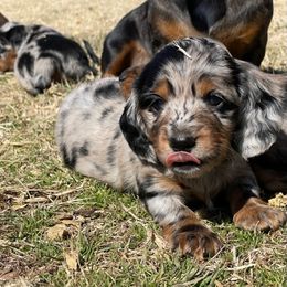 Dachshund Puppies from Strom Ranch