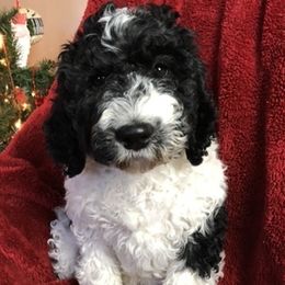 Labradoodle, Australian Labradoodle, and Schnoodle Puppies from Lake Mountain Doodle
