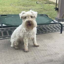 Capri - Miniature Schnauzer