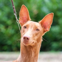 Reagan - Pharaoh Hound