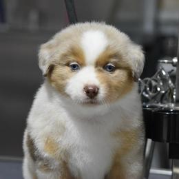 RMF - Red merle female Miniature Australian Shepherd puppy in Joshua, Texas from Double M Toy and Mini Aussies