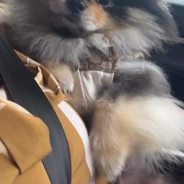 Onyx - Pomeranian