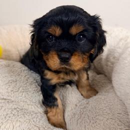 Juniper Clover - Black and tan female Cavalier King Charles Spaniel puppy in Spokane, Washington from PJE Cavs and Poos