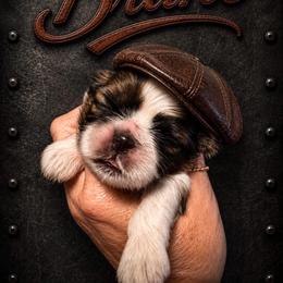 Bruno - Red and white male Shih Tzu puppy in Dallas, Texas from Heart and Soul Shih Tzu