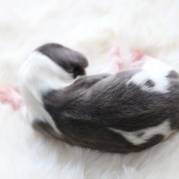 Blair - Piebald female Dachshund puppy in Peebles, Ohio from Cave Valley Hounds