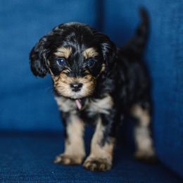 Stevie 8 (we switched names long story) - Black and tan female Cavapoo puppy in Centerville, Utah from Beehive Fur Friends
