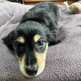 Blk and Cream - Black and cream male Dachshund puppy in Fieldbrook, California from Honeydox Miniature Dachshunds