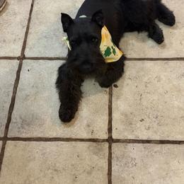 Jojo - Miniature Schnauzer