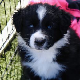 Australian Shepherd Puppies from Tru Blu Aussies