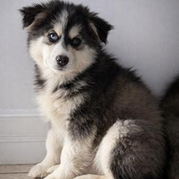 Valor - Tri-color male Pomsky puppy in Lewiston, Minnesota from Family Pomsky
