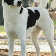 Canaan Dogs from Revelation Knaani Canaan Dogs