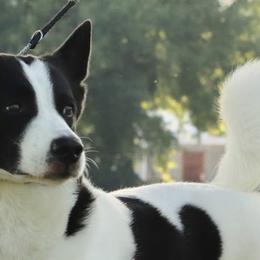 Canaan Dogs from Revelation Knaani Canaan Dogs