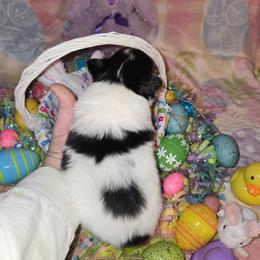 Girl 1 - White black and tan female Papillon puppy in Forest City, North Carolina from Eastern Papillions
