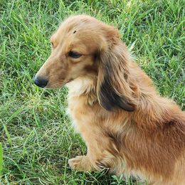 Saddi - Dachshund