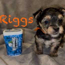 Riggs - Black & tan tri-color male Morkie puppy in Seneca, Missouri from M.Y. Morkies and Yorkies