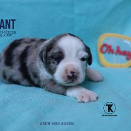 Grant- BMM - Blue merle male Miniature Australian Shepherd puppy in Nacogdoches, Texas from TK Standard, Mini, & Toy Aussies