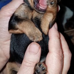 Yorkipoo and Yorkshire Terrier Puppies from Danza Bolo