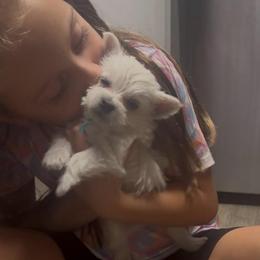 Green - White male West Highland White Terrier puppy in Bessemer City, North Carolina from JJs Puppies of the Carolinas
