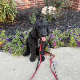Theodore - Black male Assorted Doodle Crosses puppy in Coweta, Oklahoma from Storybook Doodles
