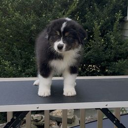 Taps - Black tri-color male Australian Shepherd puppy in Elkton, Maryland from Perenne Aussies