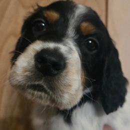 Roy 4 - Blue belton and tan (tri-color) male English Setter puppy in Morrice, Michigan from Wild Bird Setters
