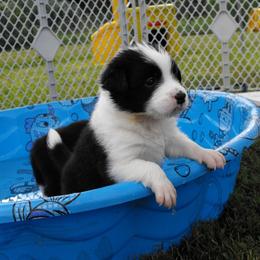 Border Collie Puppies from Top Notch Border Collies