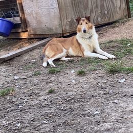 Azawakh, Collie, and Standard Schnauzer All Grown Up from Kokomo Kennels