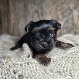 Harper - Black and gold female Yorkshire Terrier puppy in Mountain Grove, Missouri from Precious Puppies