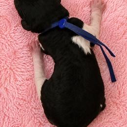 Yelena - Parti female Poodle puppy in Washington, Pennsylvania from Patriotic Poodles