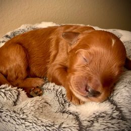 SmithDoodles BOY 5 - Red  male Goldendoodle puppy in Portland, Oregon from Smith Family Doodles