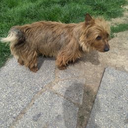 Harry - Australian Terrier