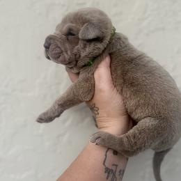 Mangrove - Lilac dilute male Chinese Shar-Pei puppy in Lehigh Acres, Florida from Florida Wrinkles
