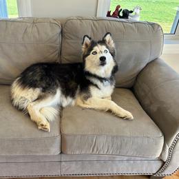 Valak - Siberian Husky