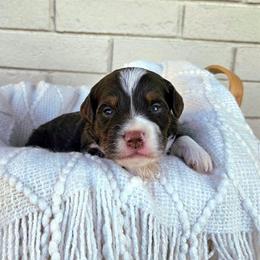 Oliver - Phantom male Bernedoodle puppy in Russell Springs, Kentucky from 270 Doodles