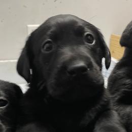 Girl 3 - Black female Labrador Retriever puppy in Arlington, Iowa from Uncle Bucks Labrador Retrievers
