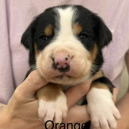 Orange boy - Black, white and red male Greater Swiss Mountain Dog puppy in Woodland, Washington from Woodland Swissie’s