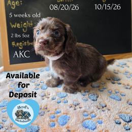 Poseidon - Chocolate and tan male Dachshund puppy in Hoquiam, Washington from Heyd's Mini Dachshunds