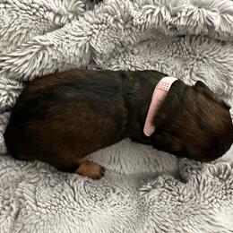 Girl Light Pink - Wild boar and cream female Dachshund puppy in Modesto, California from Lil Doxie Era