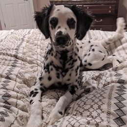 Zima - Dalmatian