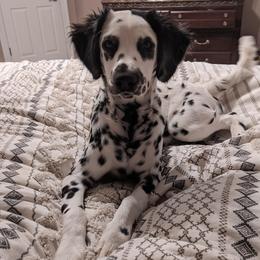 Zima - Dalmatian
