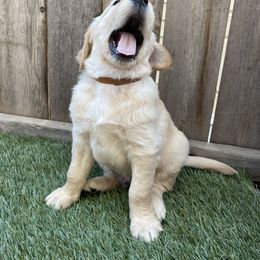 Golden Retriever Puppies from Upper Park Goldens