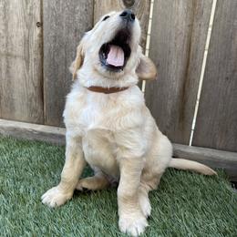 Golden Retriever Puppies from Upper Park Goldens