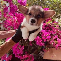 Girl 4 - Black and tan female Pembroke Welsh Corgi puppy in Huntington Beach, California from Gingerbread