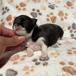 TBD - Blue female Chihuahua puppy in Davenport, Florida from Clan Cordovathone