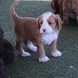 Aluminum she has a lavender collar - Caramel female Australian Labradoodle puppy in Provo, Utah from EllsWORTH Labradoodles LLC