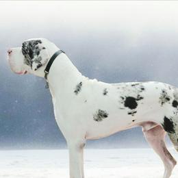 Kieran - Great Dane