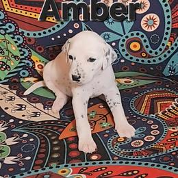 Dalmatian Puppies from Samba Flavors