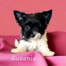 Yorkshire Terrier Puppies from Pixieland Yorkshire Terriers