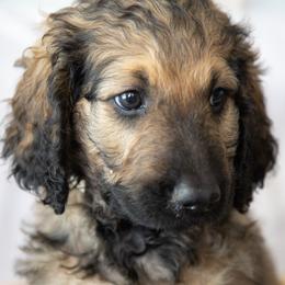 Mr. White - Phantom male Goldendoodle puppy in Gotha, Florida from Perlune Farms