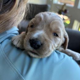 Girl 1 - Apricot female Goldendoodle puppy in Mattawan, Michigan from Doodifuldoods